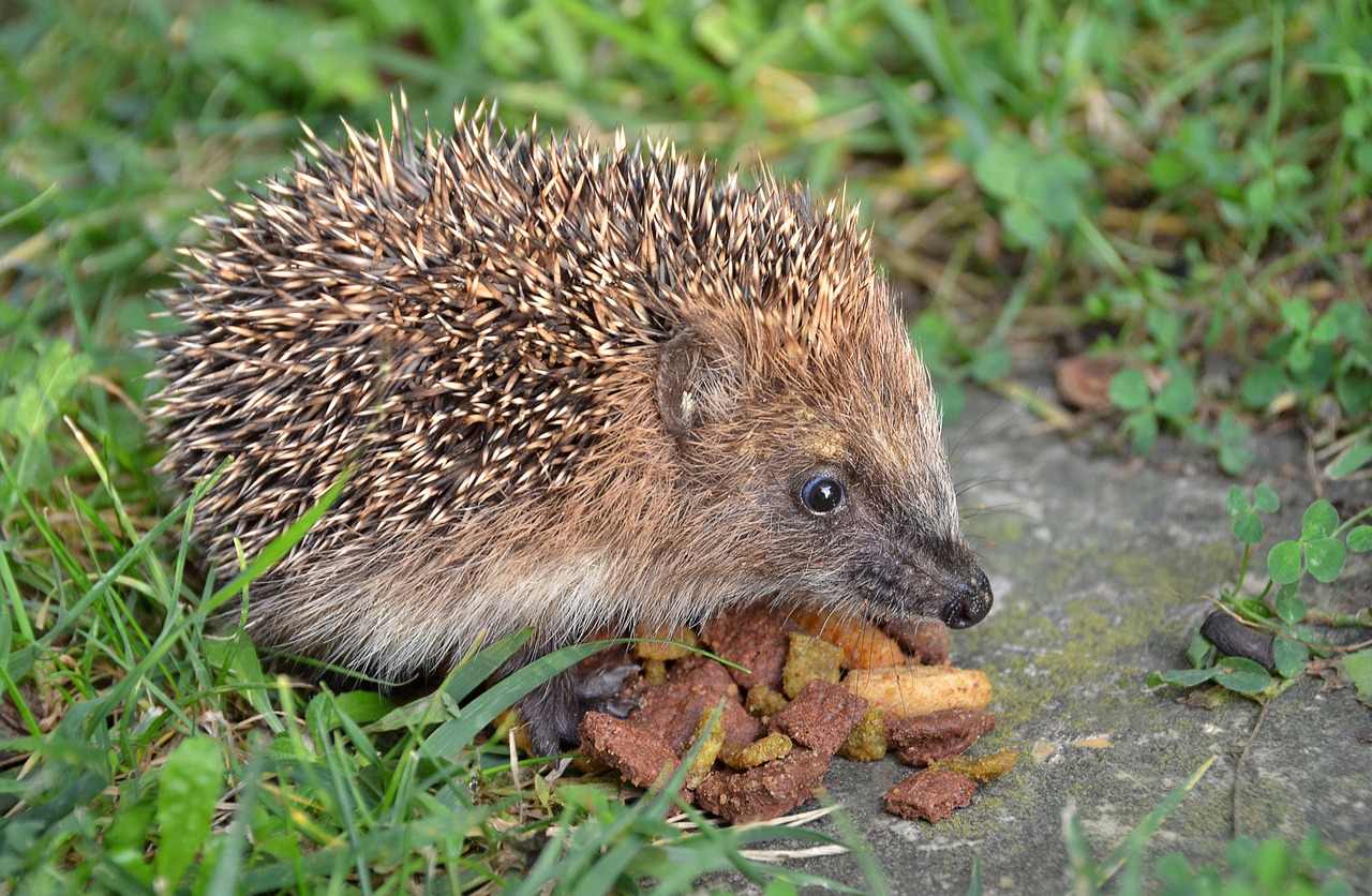 nature  animal  hedgehog free photo