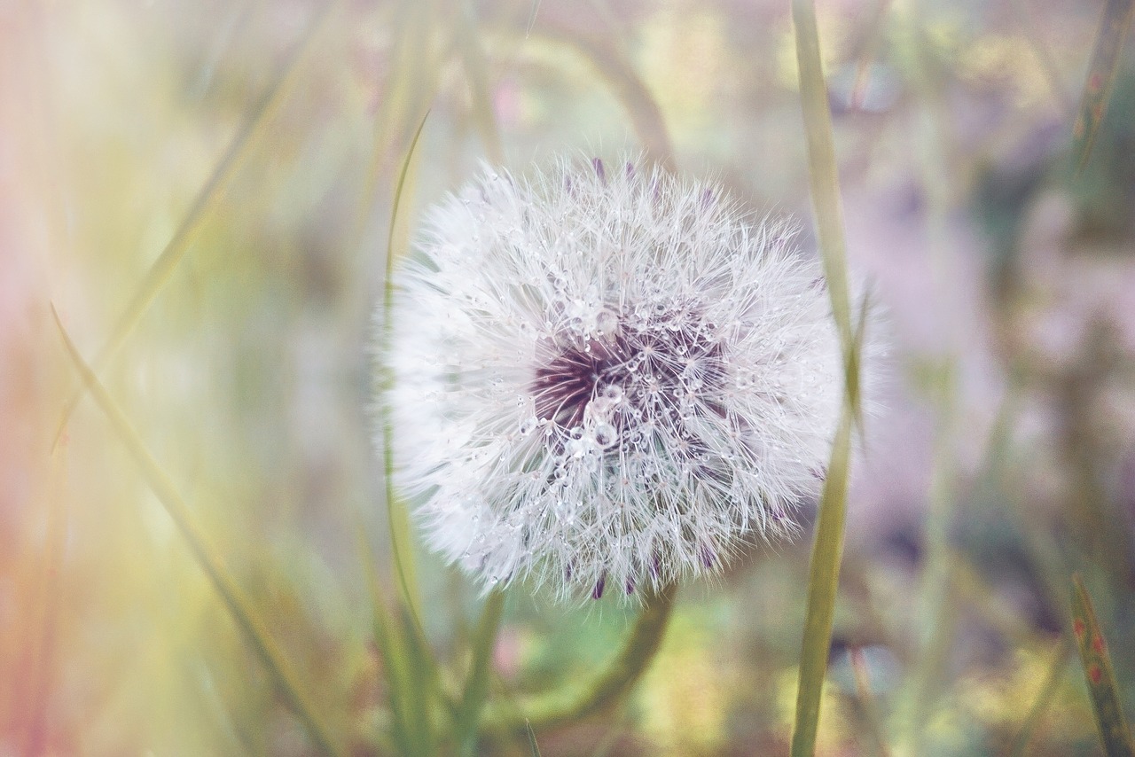 nature  dandelion  pointed flower free photo