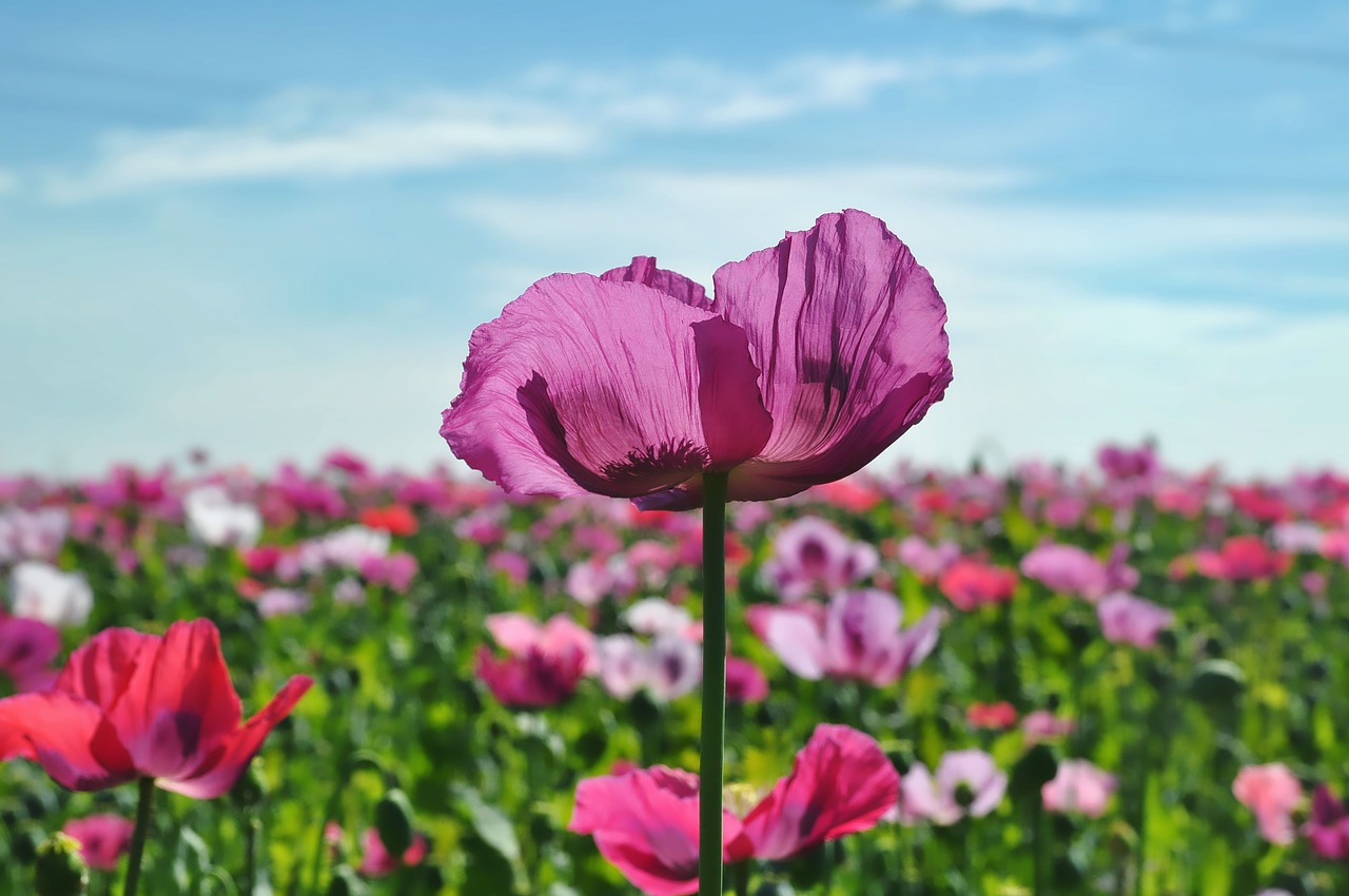 nature  field  field of poppies free photo