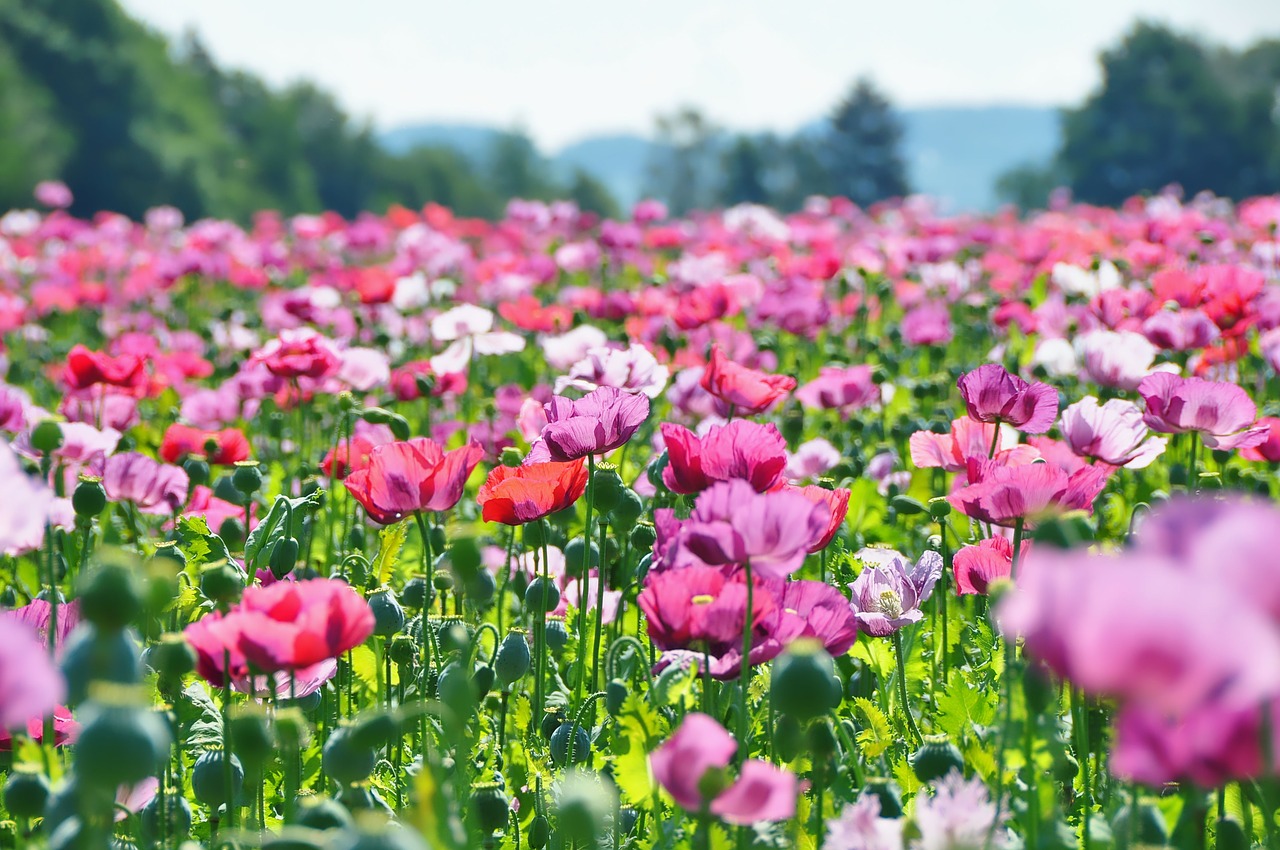 nature  field  field of poppies free photo