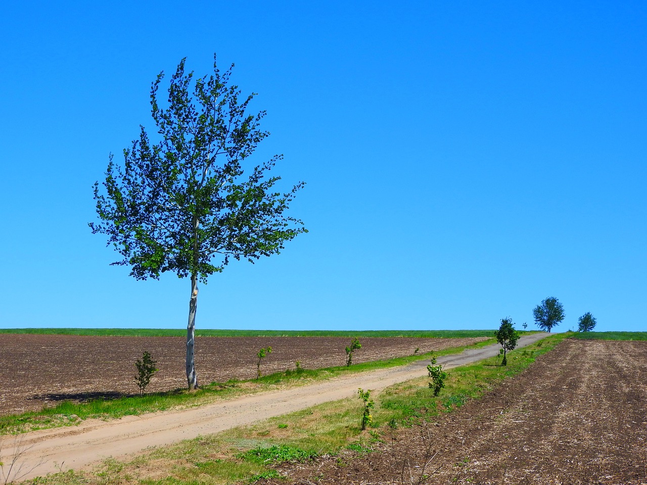 nature  field  horizon free photo