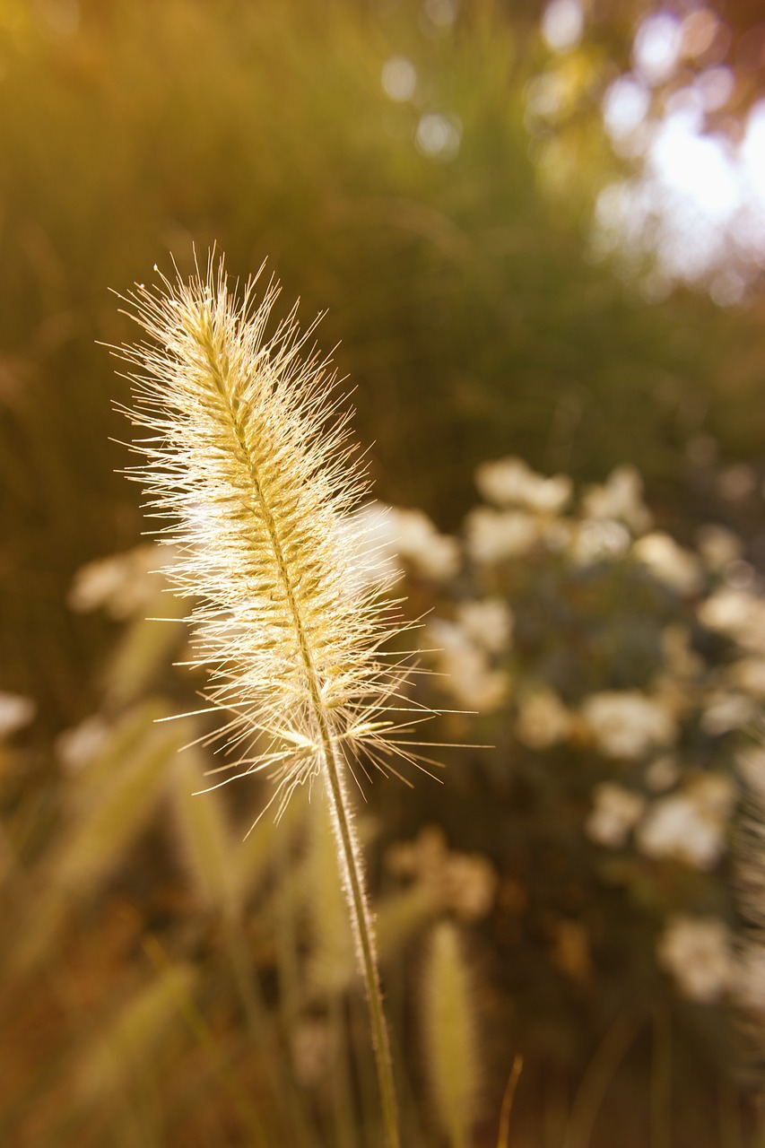 nature  summer  sun free photo