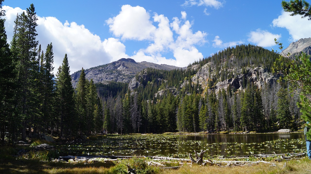 nature  america  tree free photo