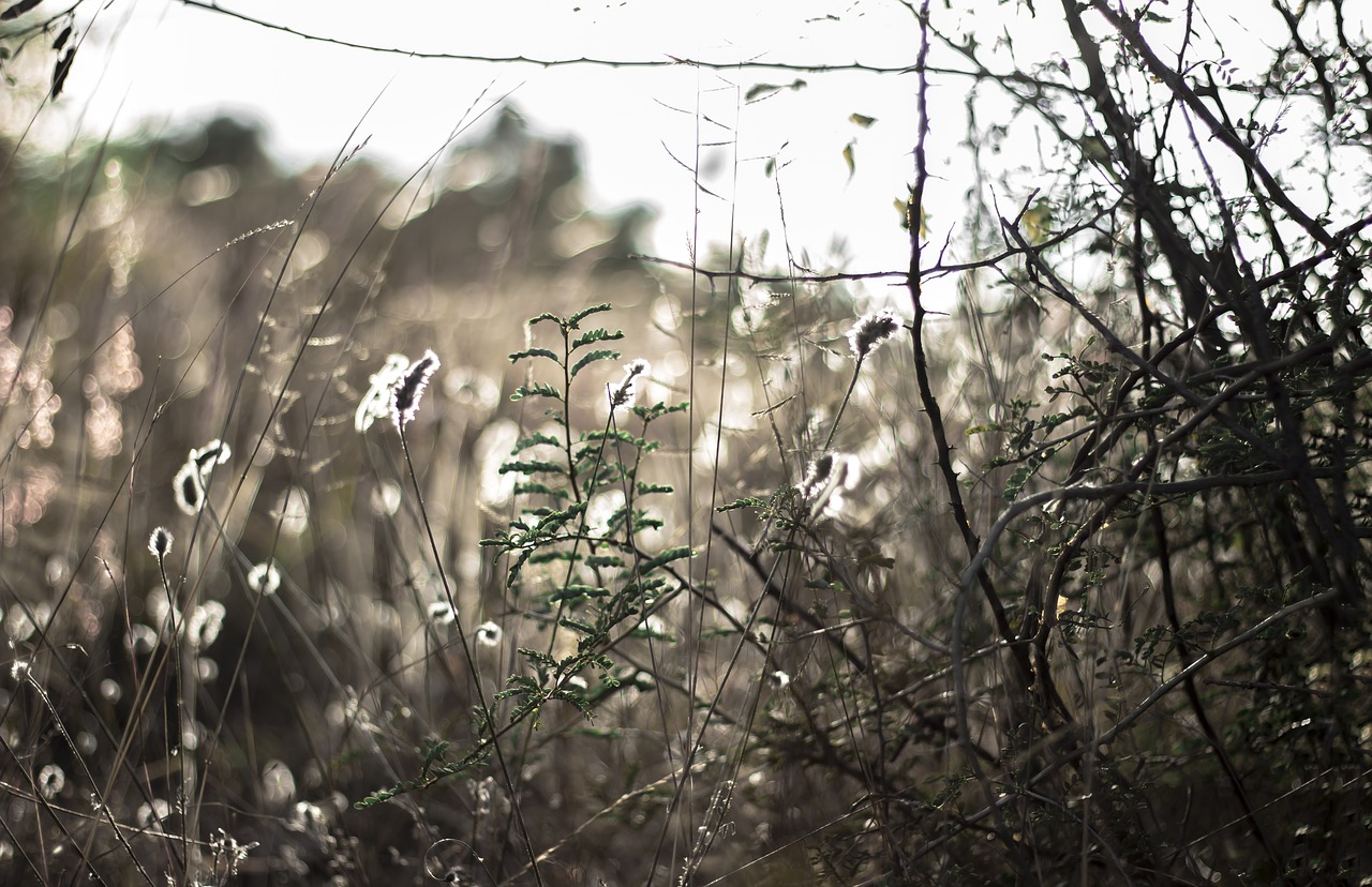 nature  grass  light free photo