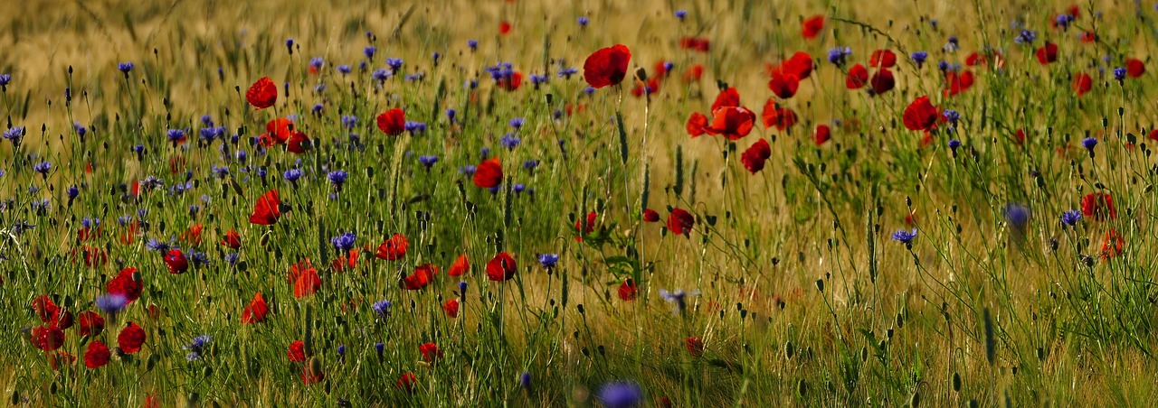 nature  agriculture  cereals free photo