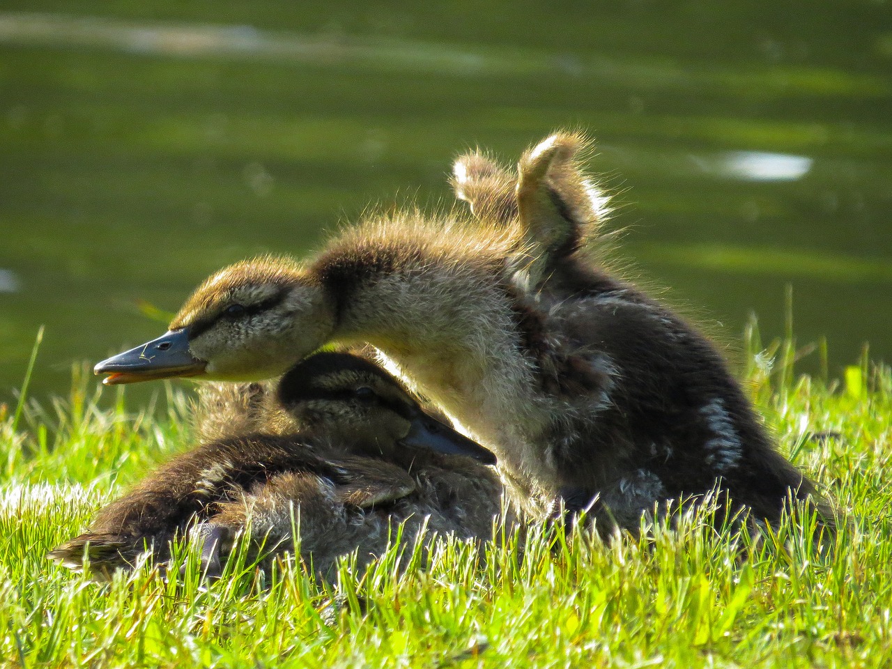 nature  animal world  bird free photo