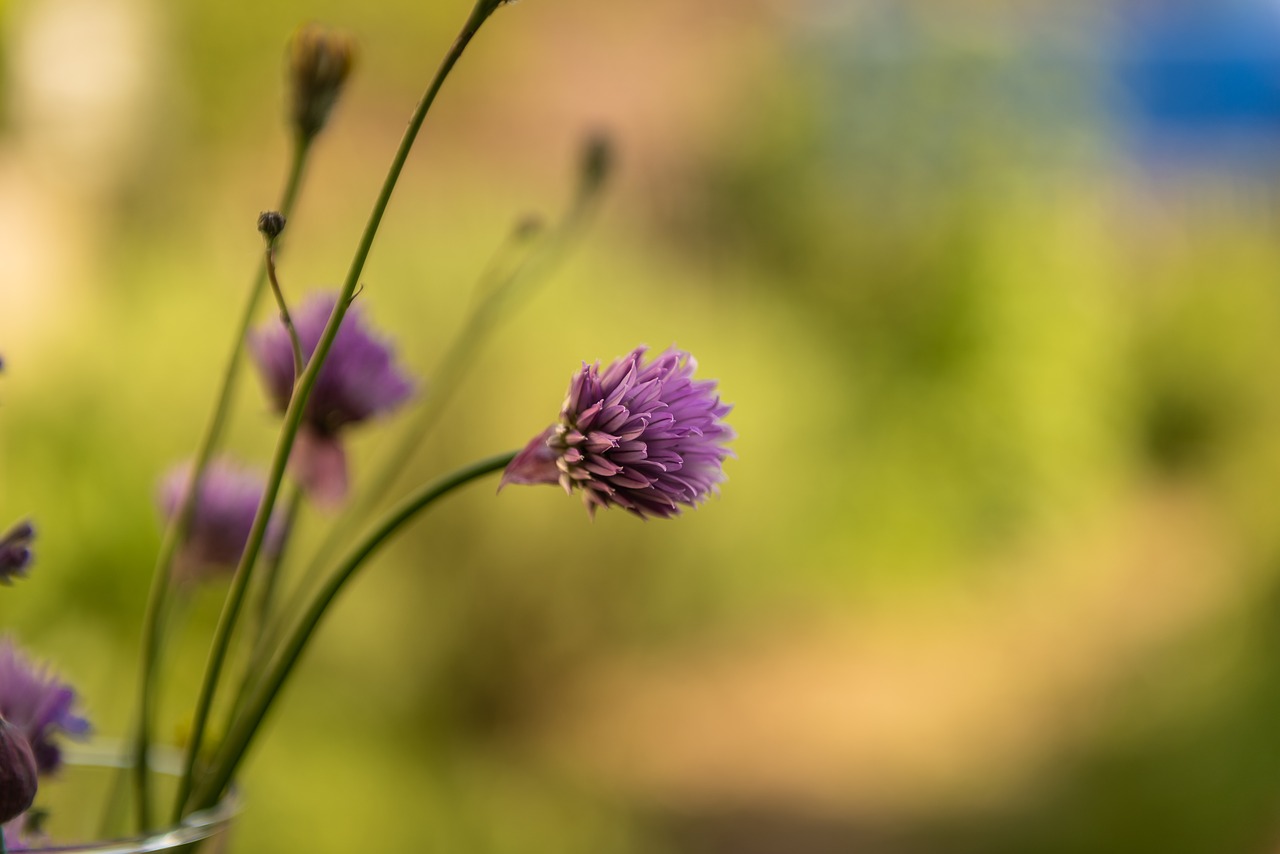 nature  chives  blossom free photo