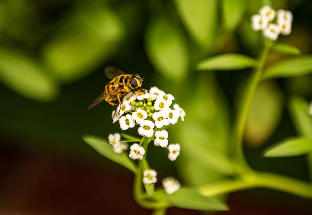 nature  garden  plant free photo