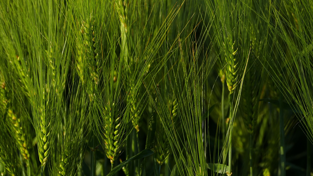 nature  agriculture  wheat free photo