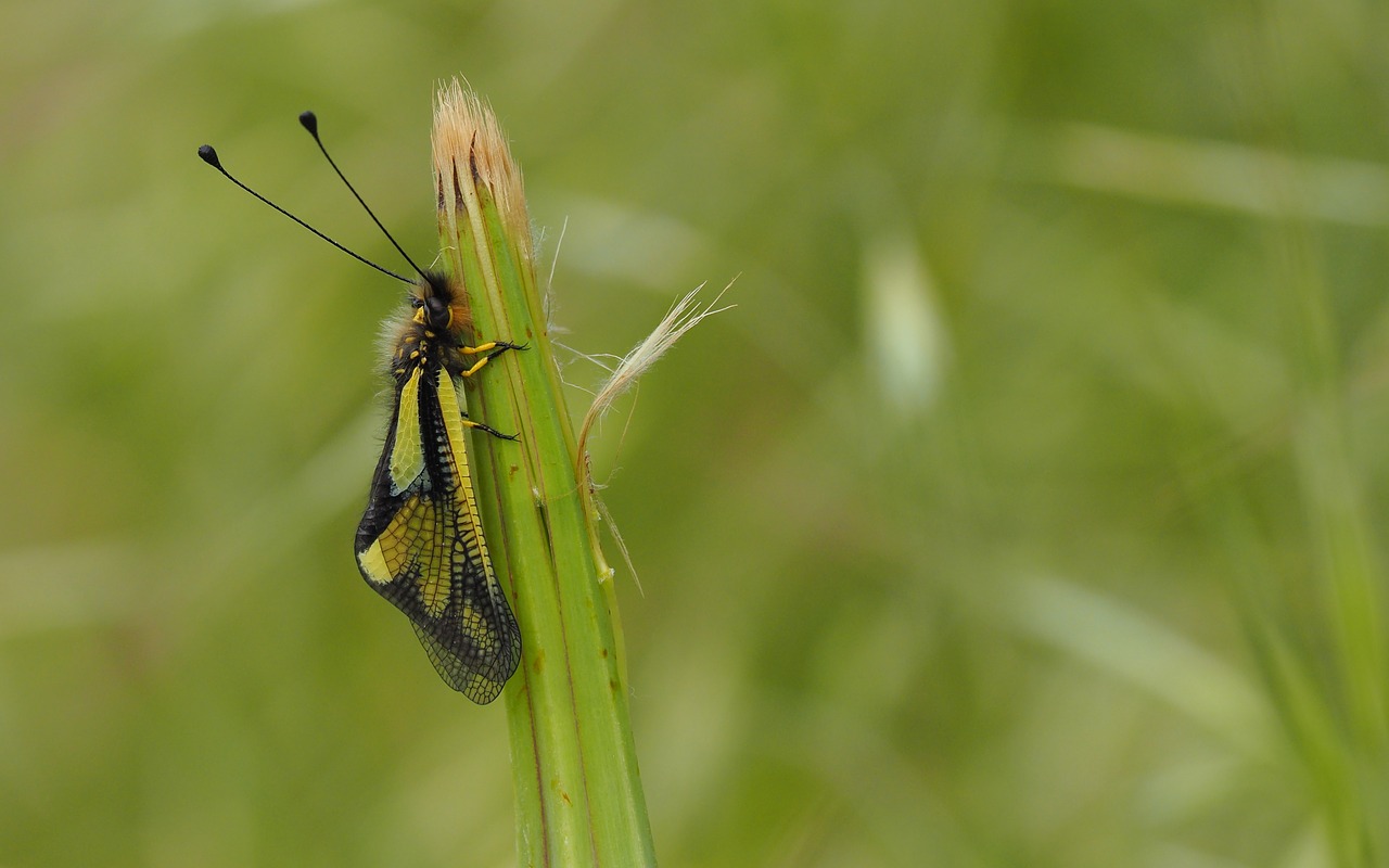 nature  insects  macro free photo