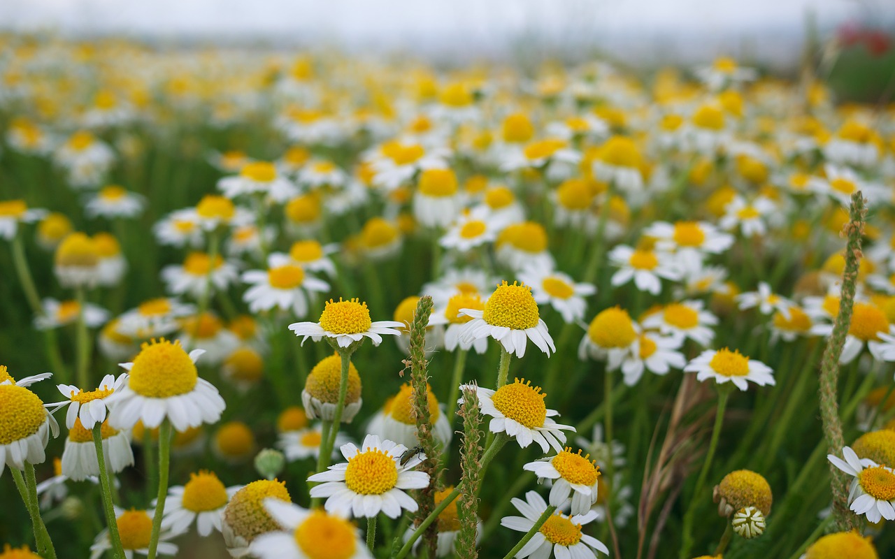 nature  flowers  spring free photo