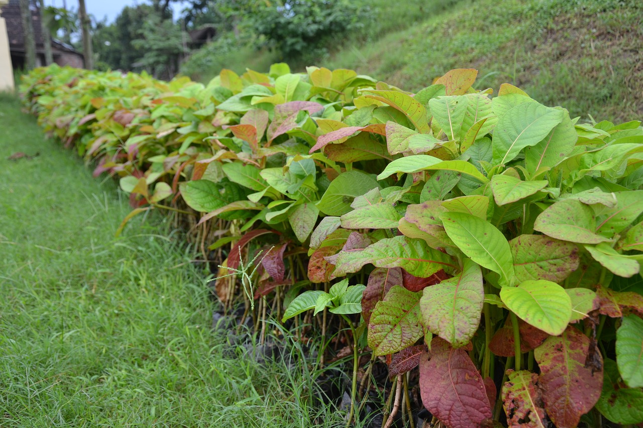 nature  green  plant free photo