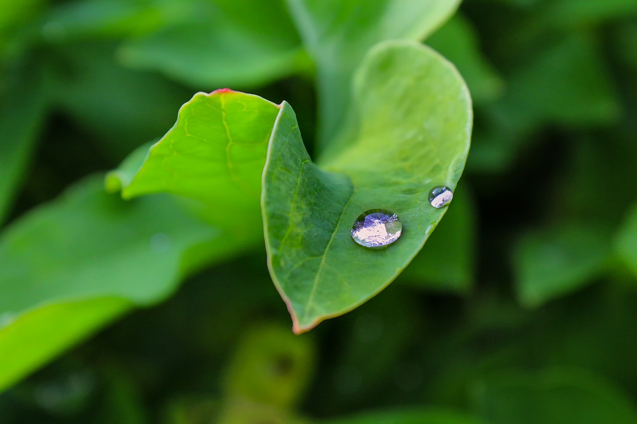 nature  plant  drop of water free photo