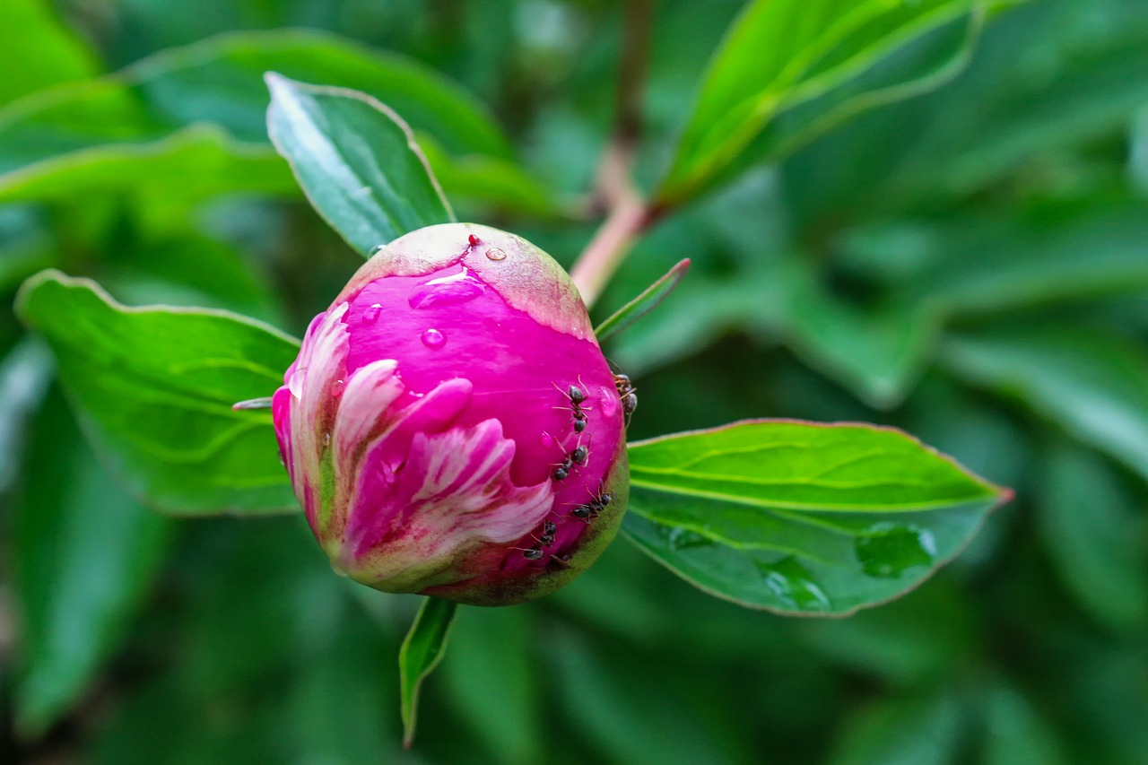 nature  plant  peony free photo