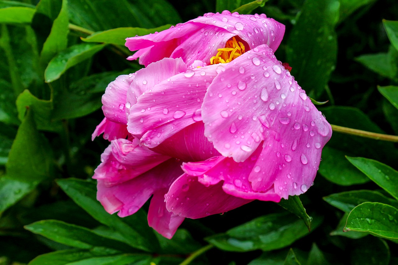 nature  plant  peony free photo