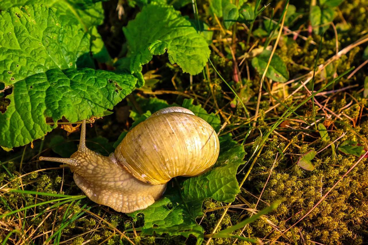 nature  garden  snail free photo