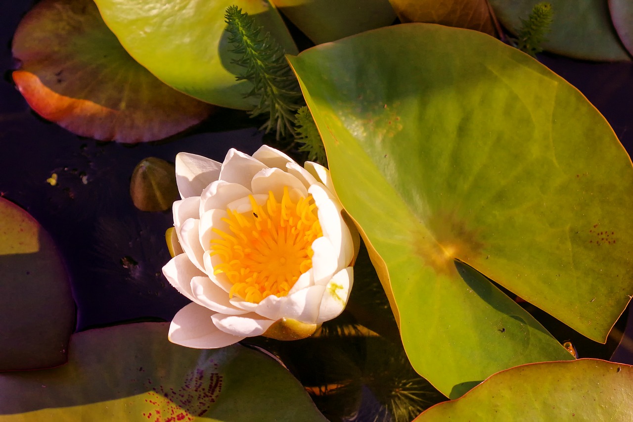 nature  plant  water lily free photo