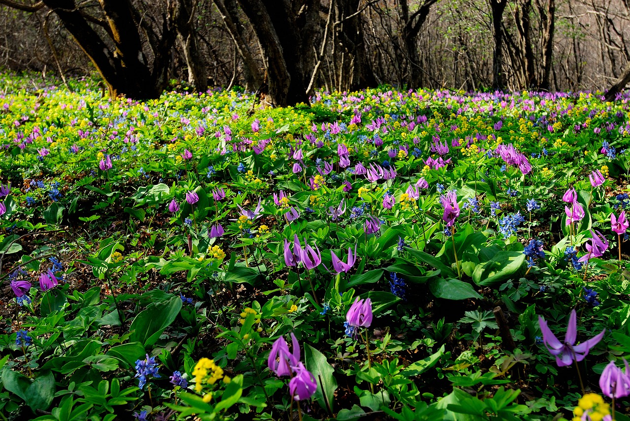 nature  spring  spring flowers free photo