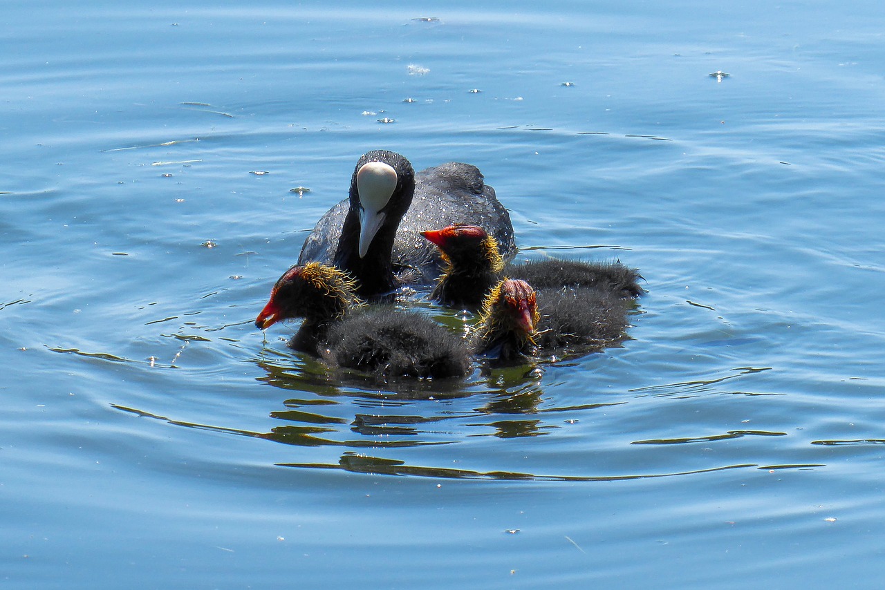 nature  bird  water bird free photo