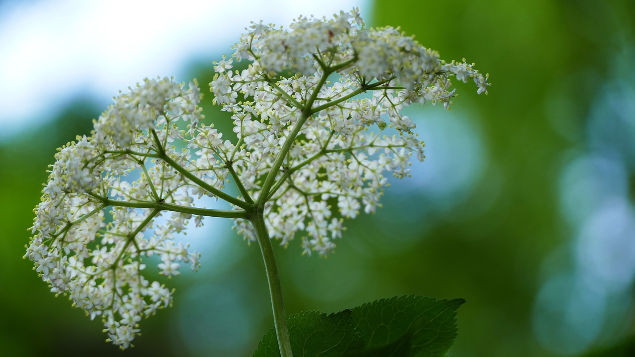 nature  forest  elder free photo