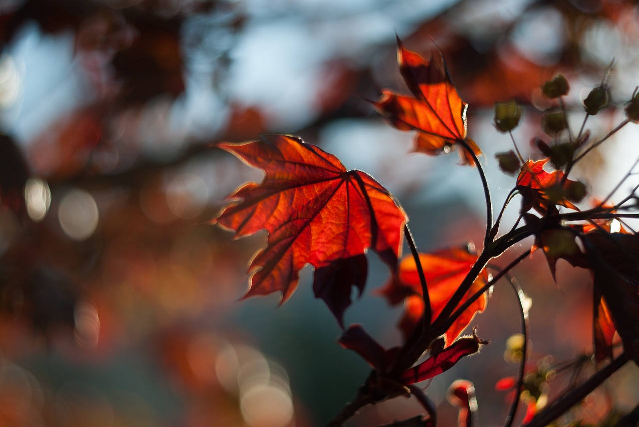 nature  tree  leaves free photo