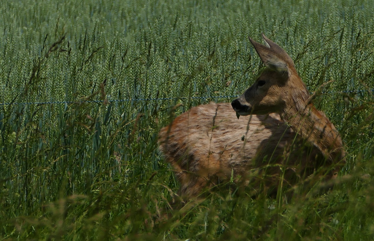 nature  animals  roe deer free photo