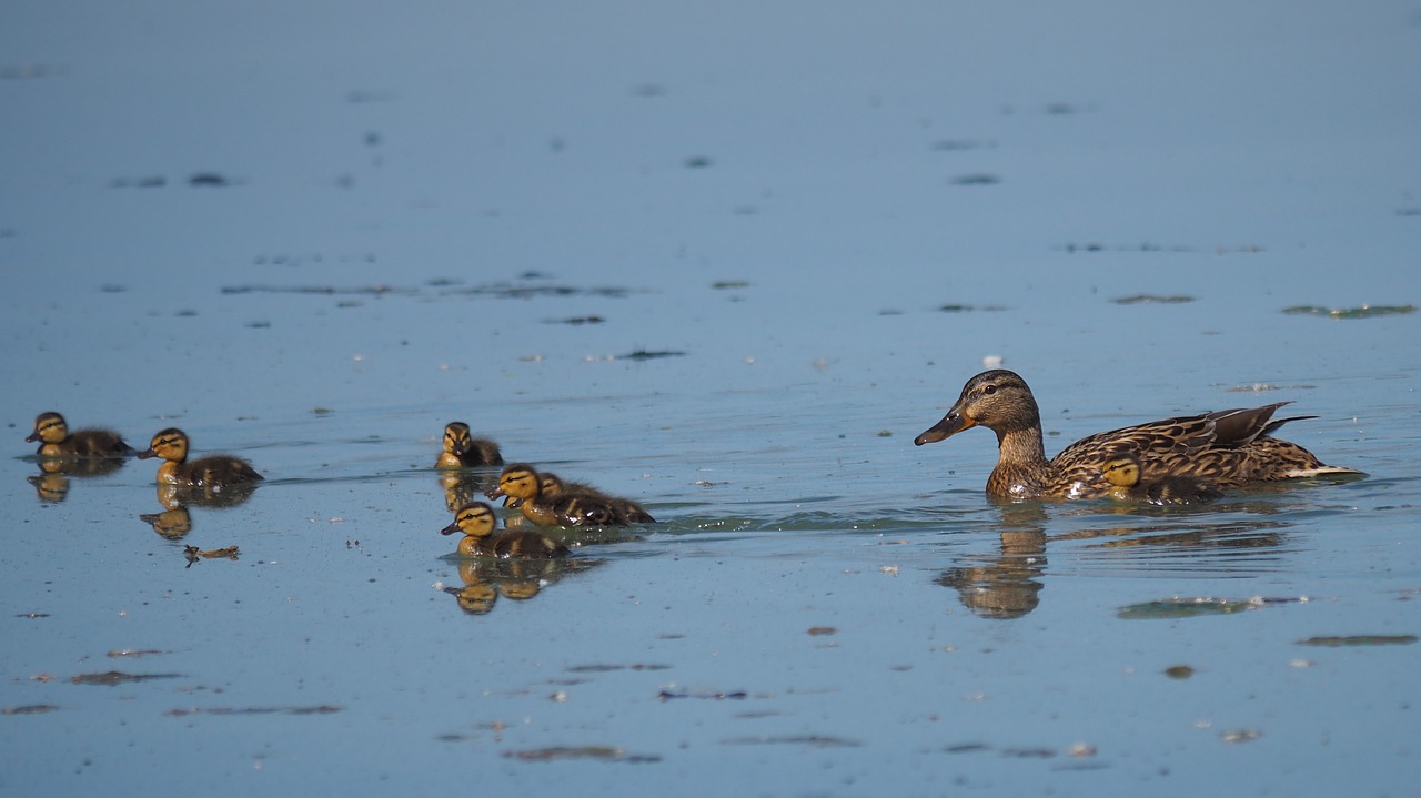 nature  fauna  birds free photo