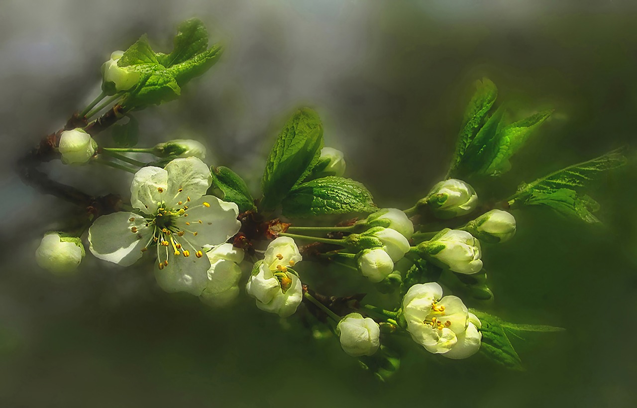 nature  spring  plum blossom free photo