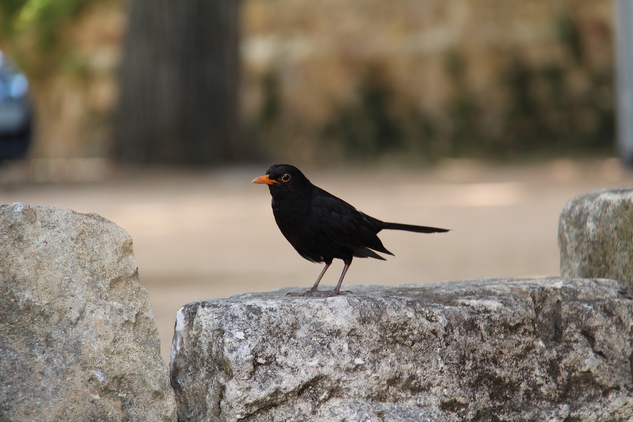 nature  animals  crow free photo