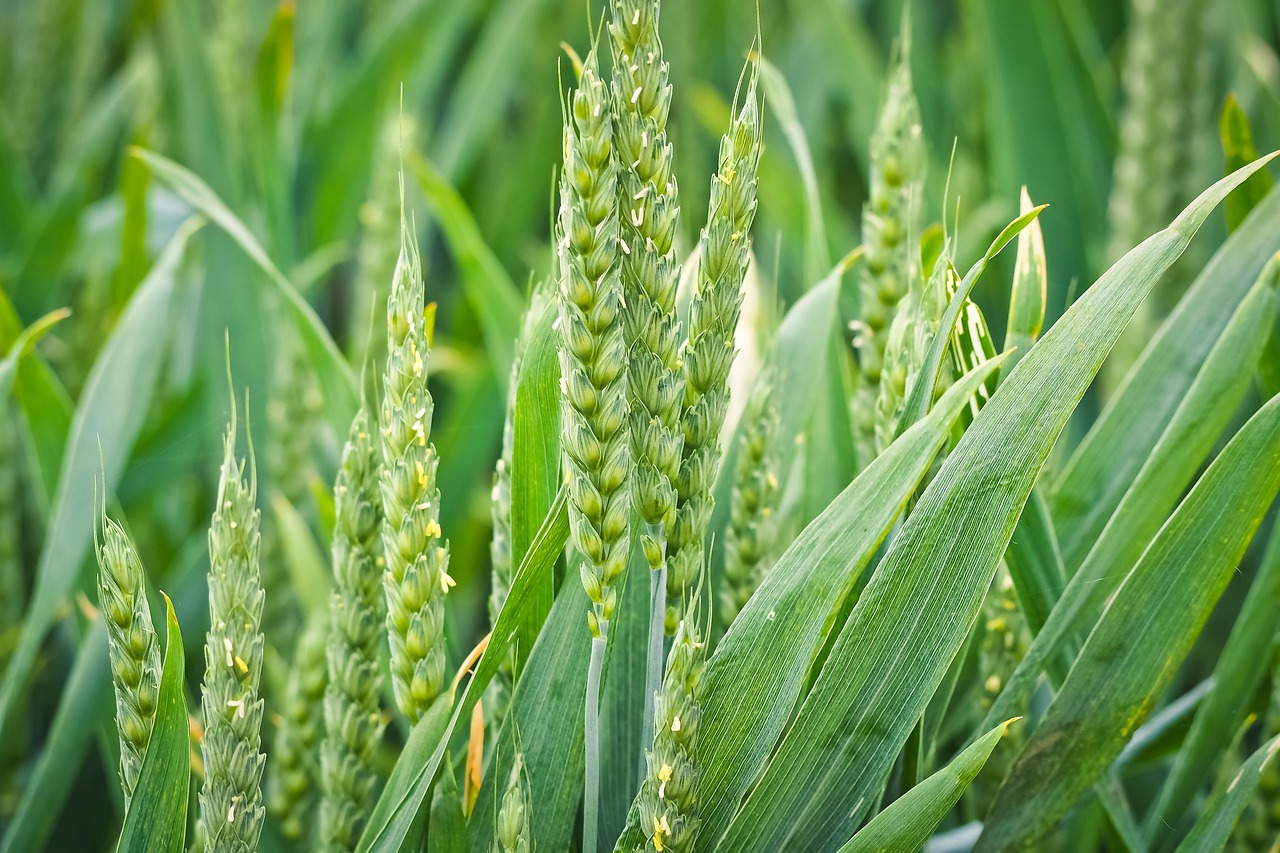 nature  spike  cereals free photo