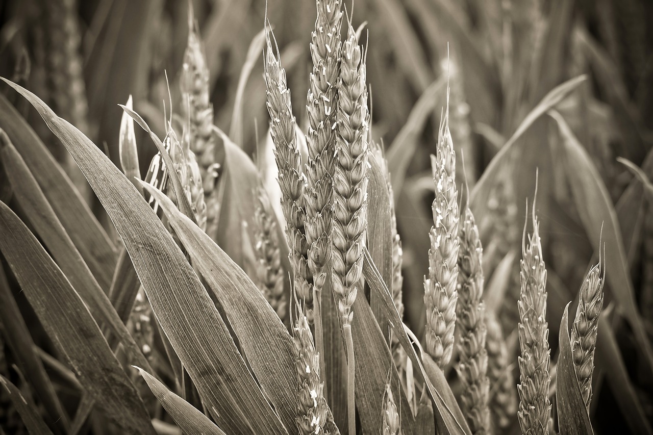 nature  spike  cereals free photo