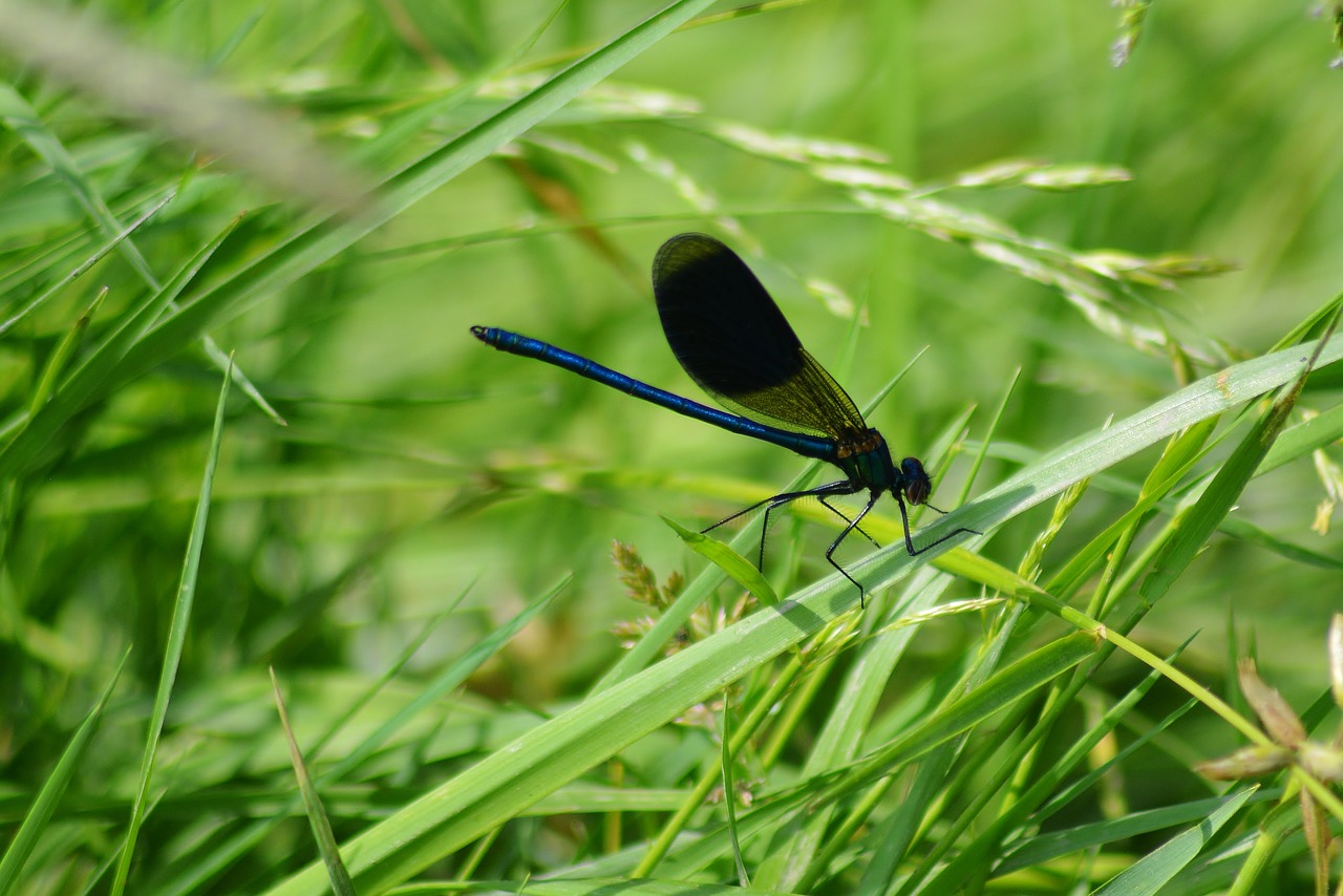 nature  dragonfly  close up free photo