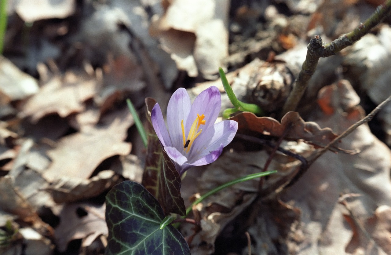 nature  flower  spring free photo