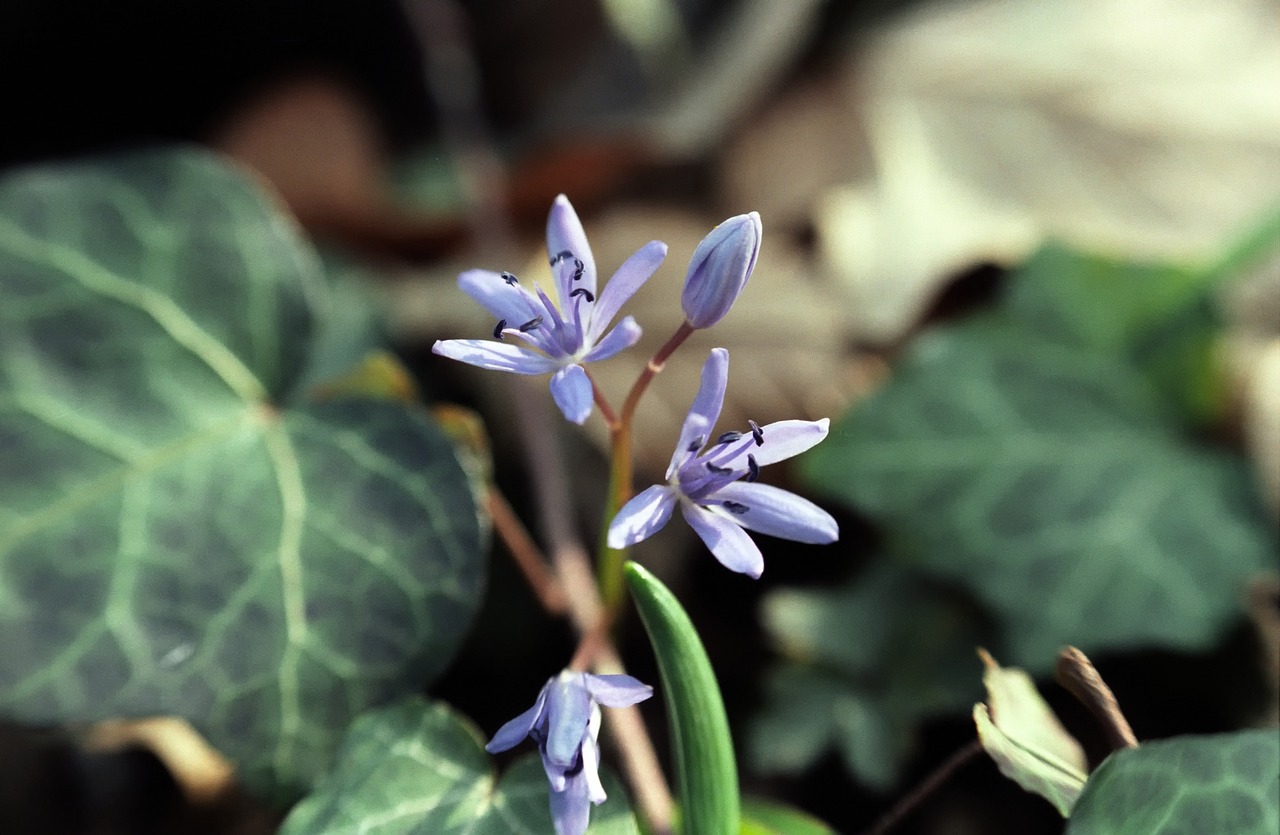 nature  flower  spring free photo