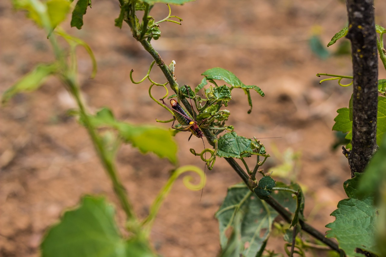 nature  grasshopper  plant free photo