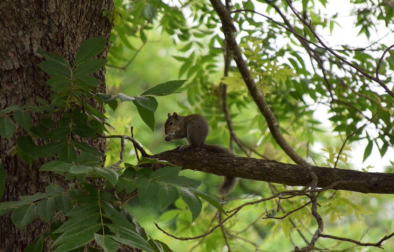 nature  squirrel  wild life free photo