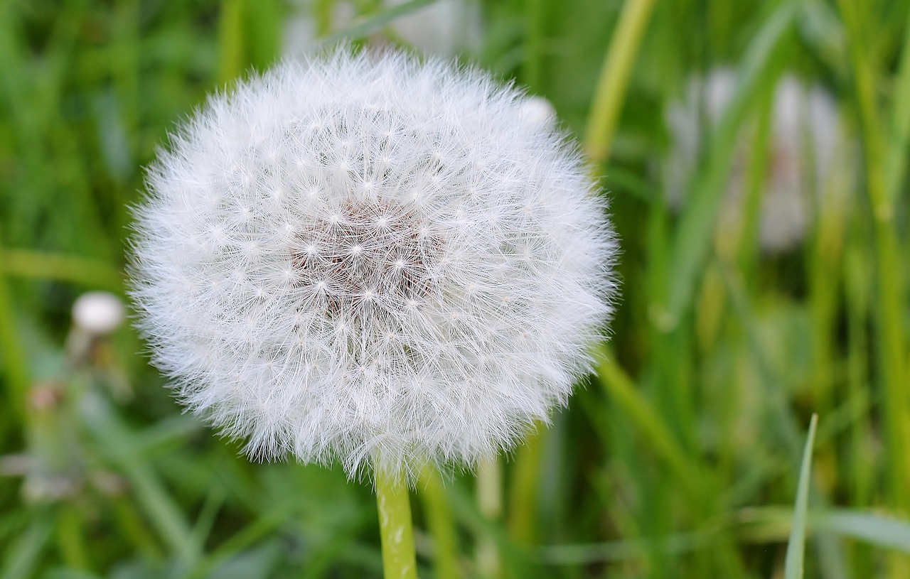 nature  dandelion  blossom free photo