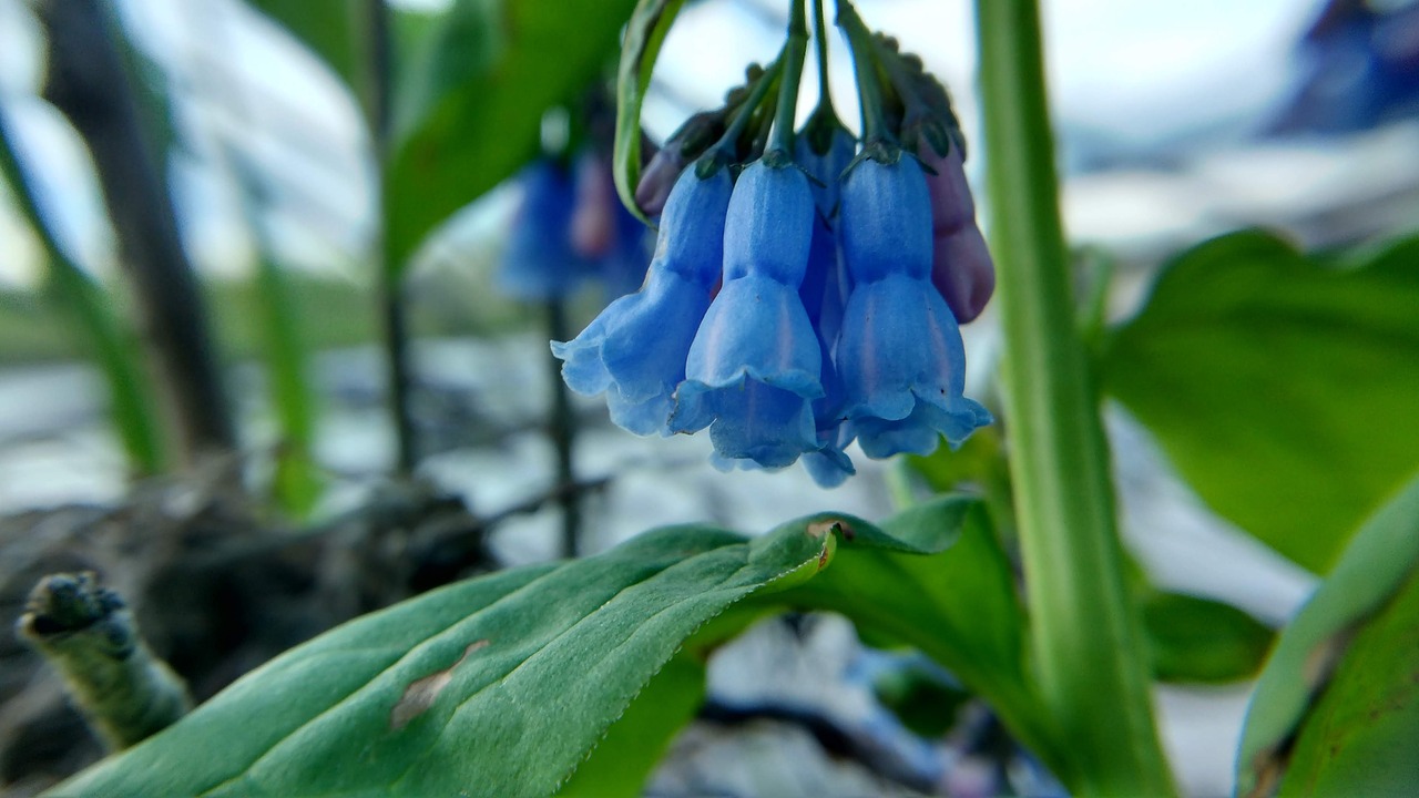 nature  plants  flowers free photo