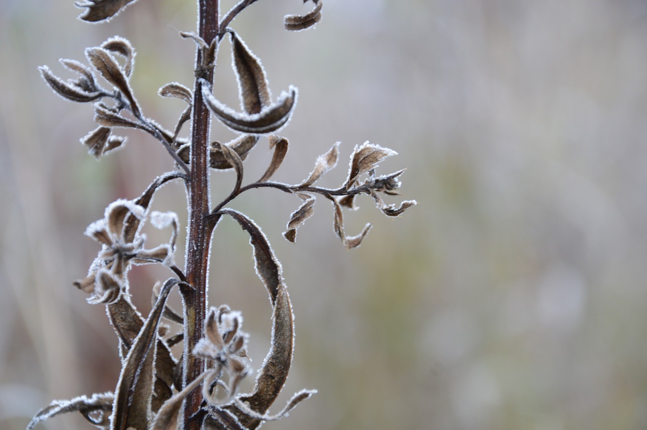 nature  frost  autumn free photo