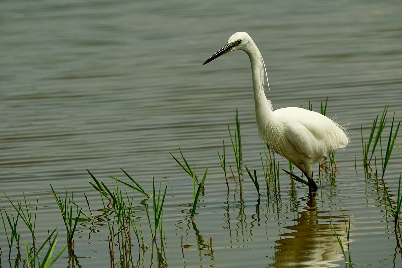 nature  bird  egret free photo