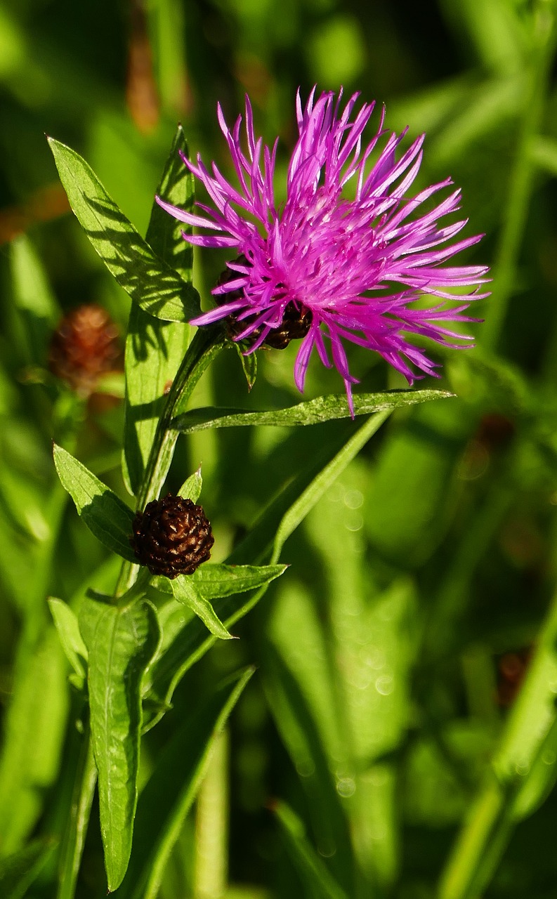 nature  garden  meadow free photo