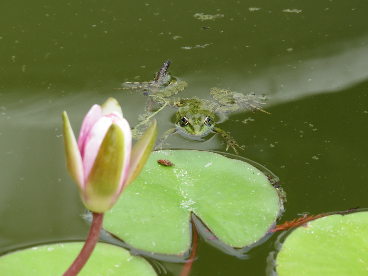 nature  water  water lily free photo