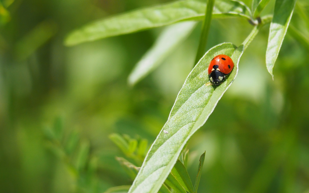 nature  insects  ladybug free photo