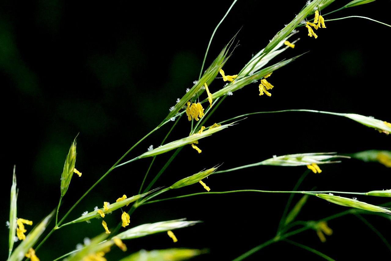 nature  grass  grass flower free photo