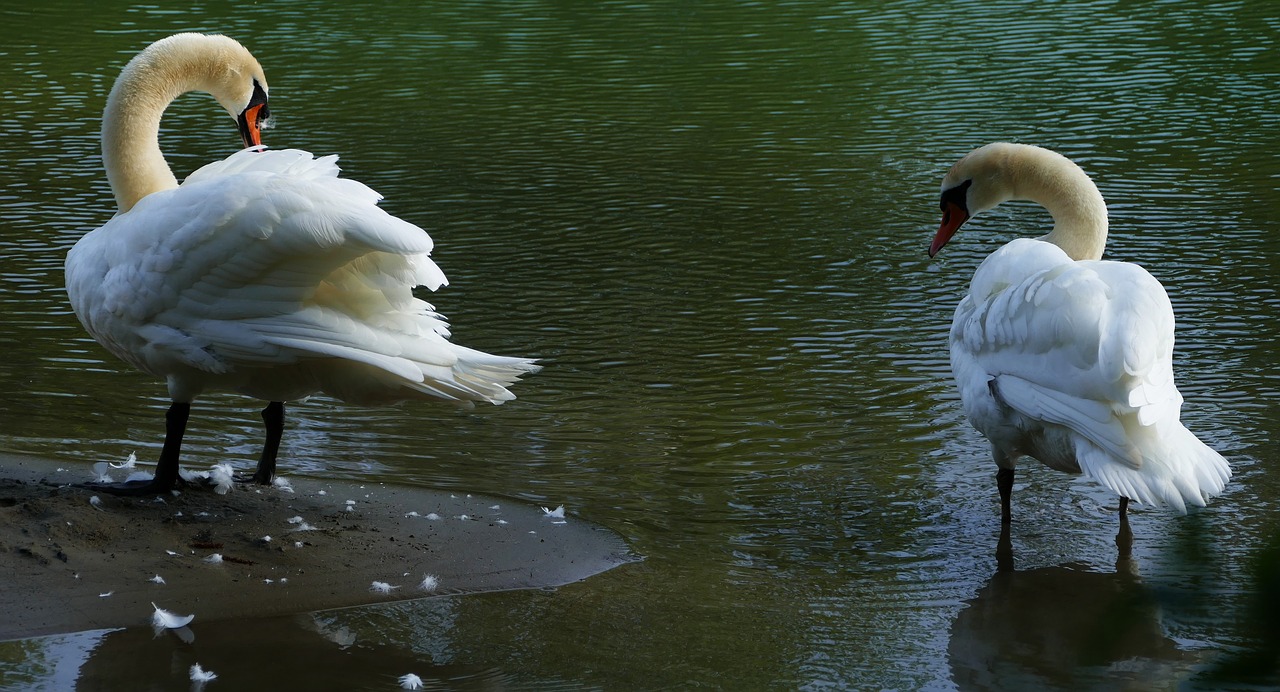 nature  animals  swan free photo