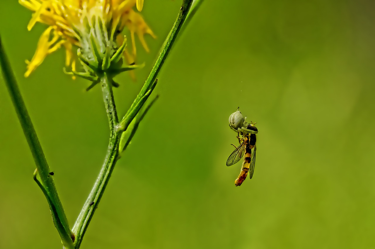 nature  spider  fly free photo