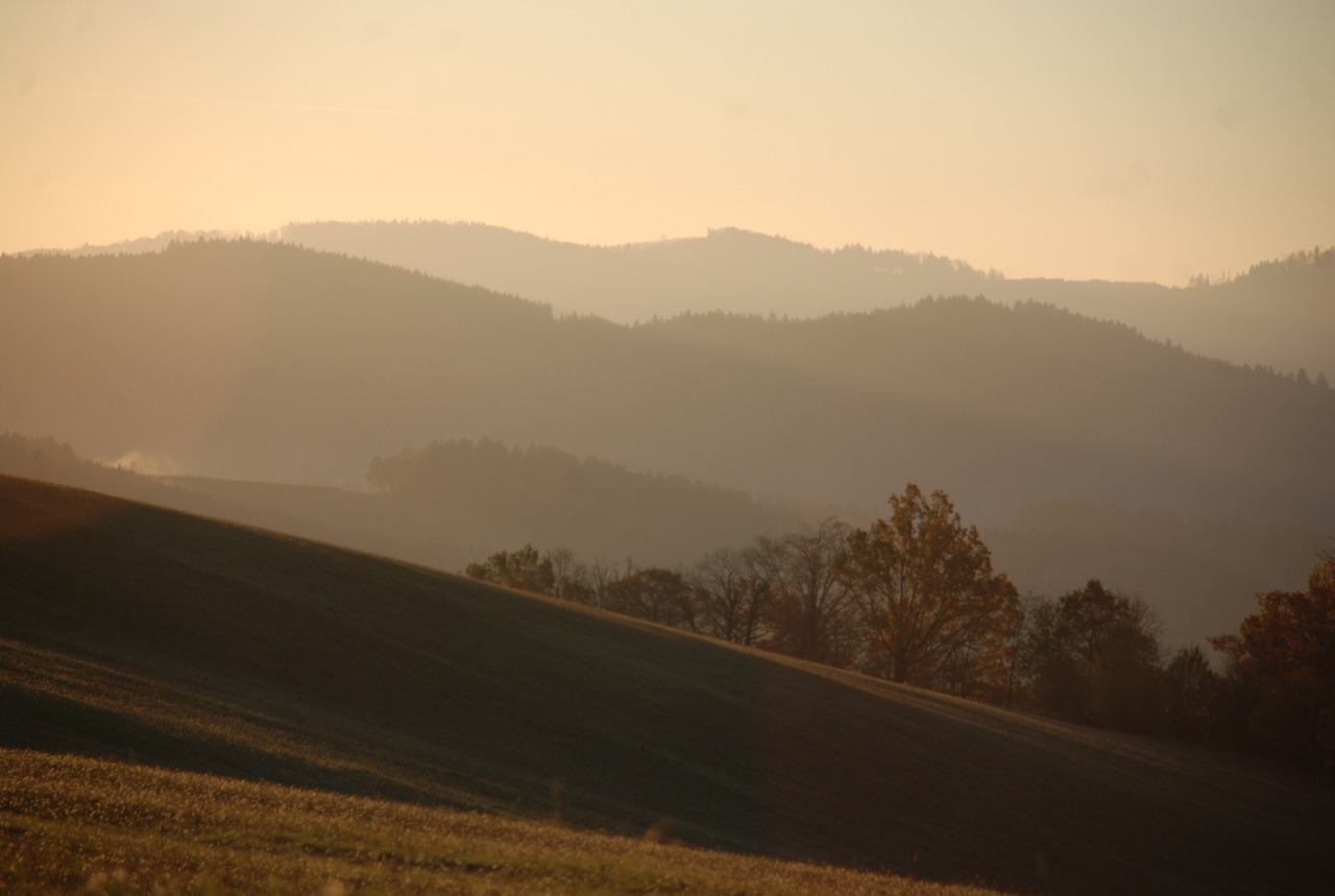 nature  morning  light free photo