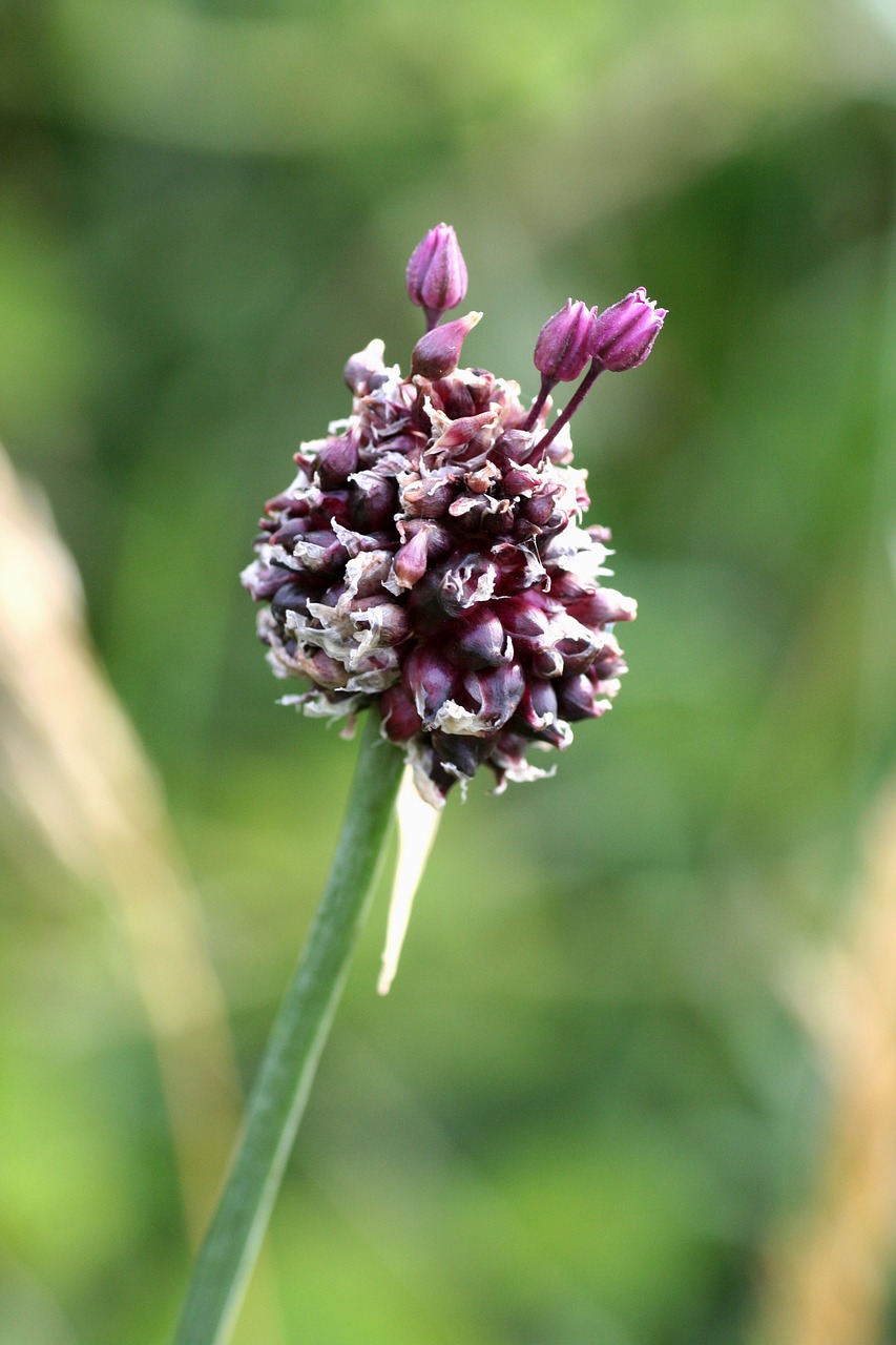 nature  flower  wild free photo