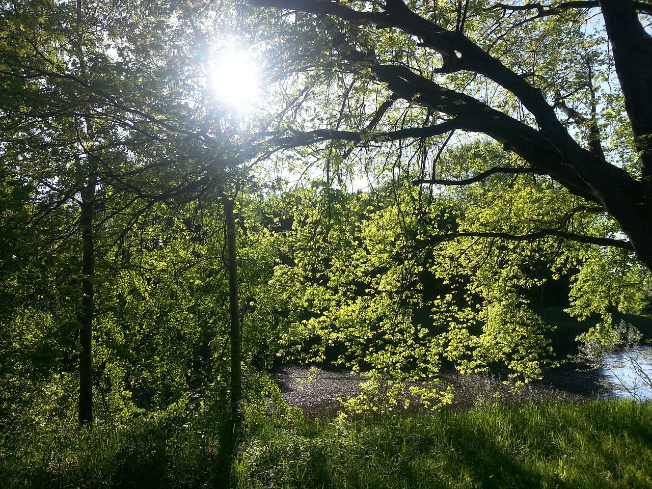 nature sun trees free photo