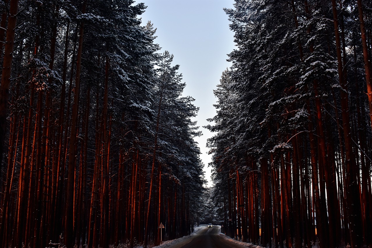 nature  road  snow covered trees free photo